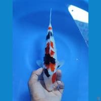 sowa 26cm