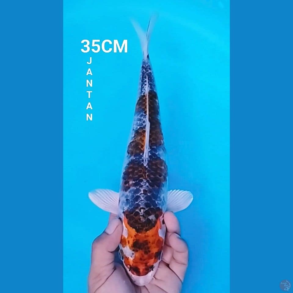 BENIGINGGA 35CM JANTAN
