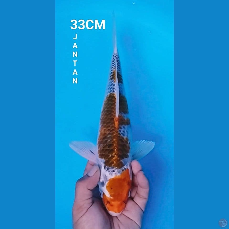GINGGA 33CM JANTAN