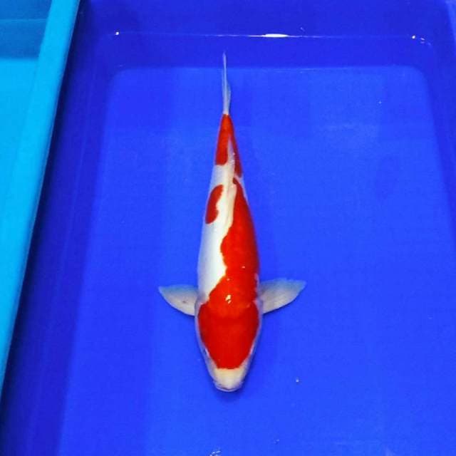 Male kohaku doitsu merah 45bu