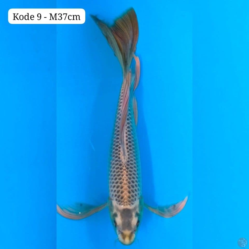 Kumpay Mukashi 37cm male