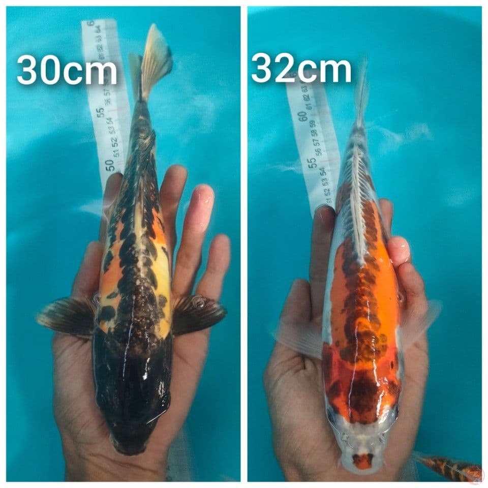 kiko 30&32cm