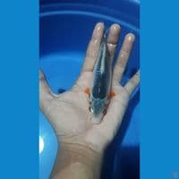 motoaka 17cm