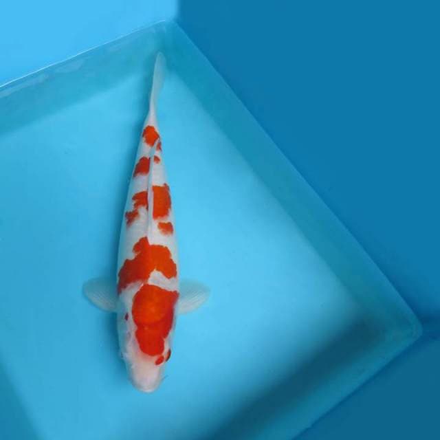 2. DAMARKOI ( KOHAKU )