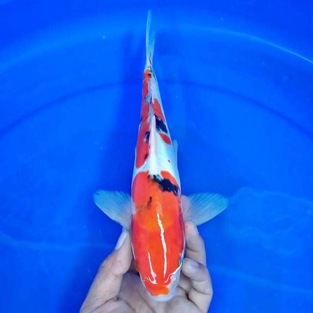 Sanke 30cm