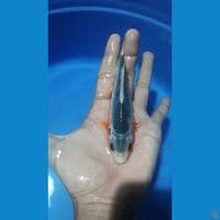 motoaka 15cm