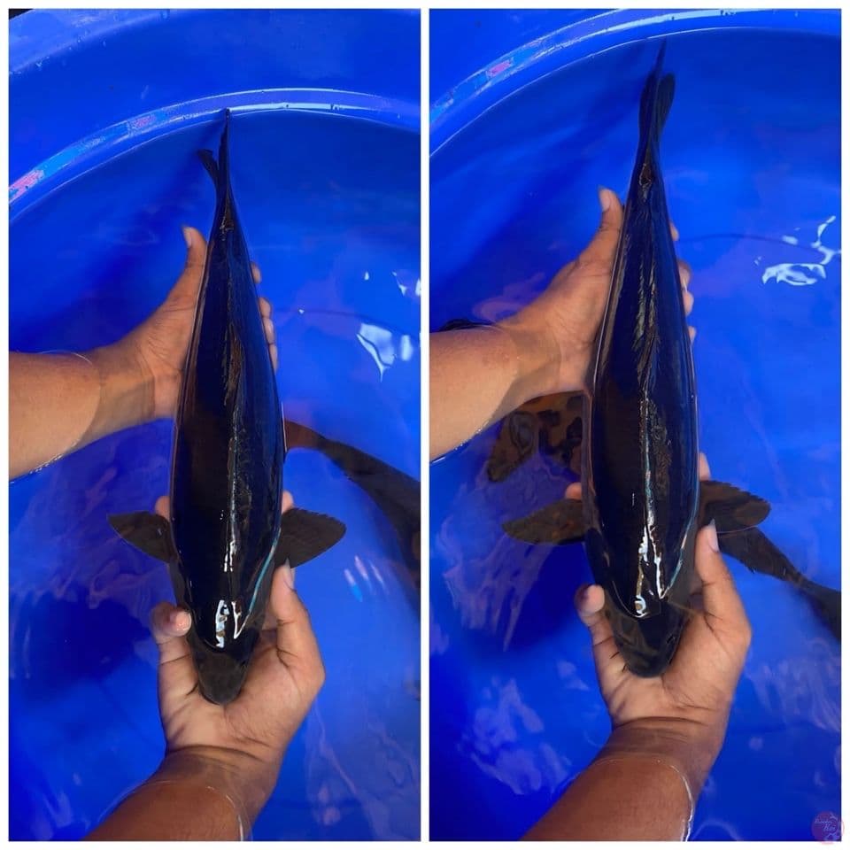 Karasu 2 Ekor -+ 40Cm