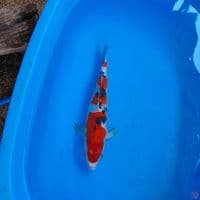 Sanke 36Cm Male