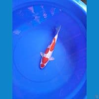 Doistu male 33cm 