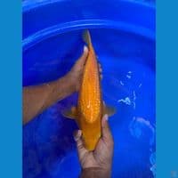 Karashi Ginrin male 35Cm