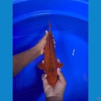 Caramel 43cm Male