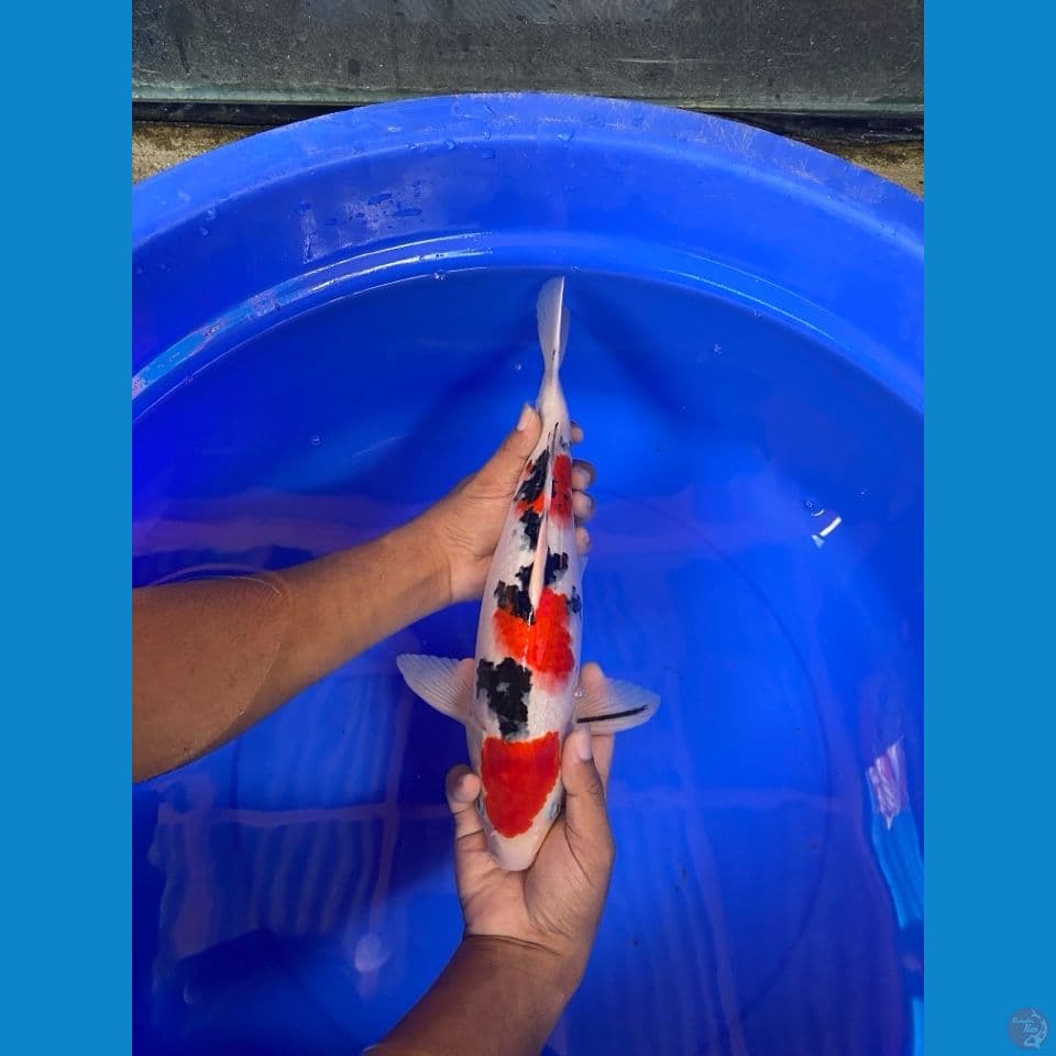 Sanke Male 36 cm