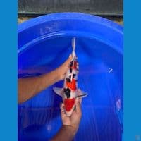 Sanke Male 36 cm