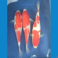 Sandan Kohaku 35cm female