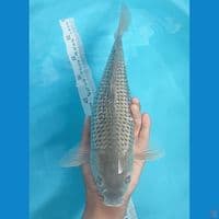 soragoi ginrin 34cm