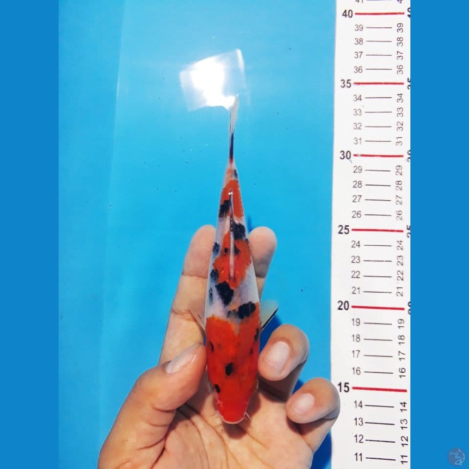 Taisho Sansoku 16cm (minion)