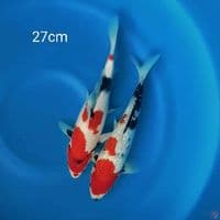 Showa 27cm 