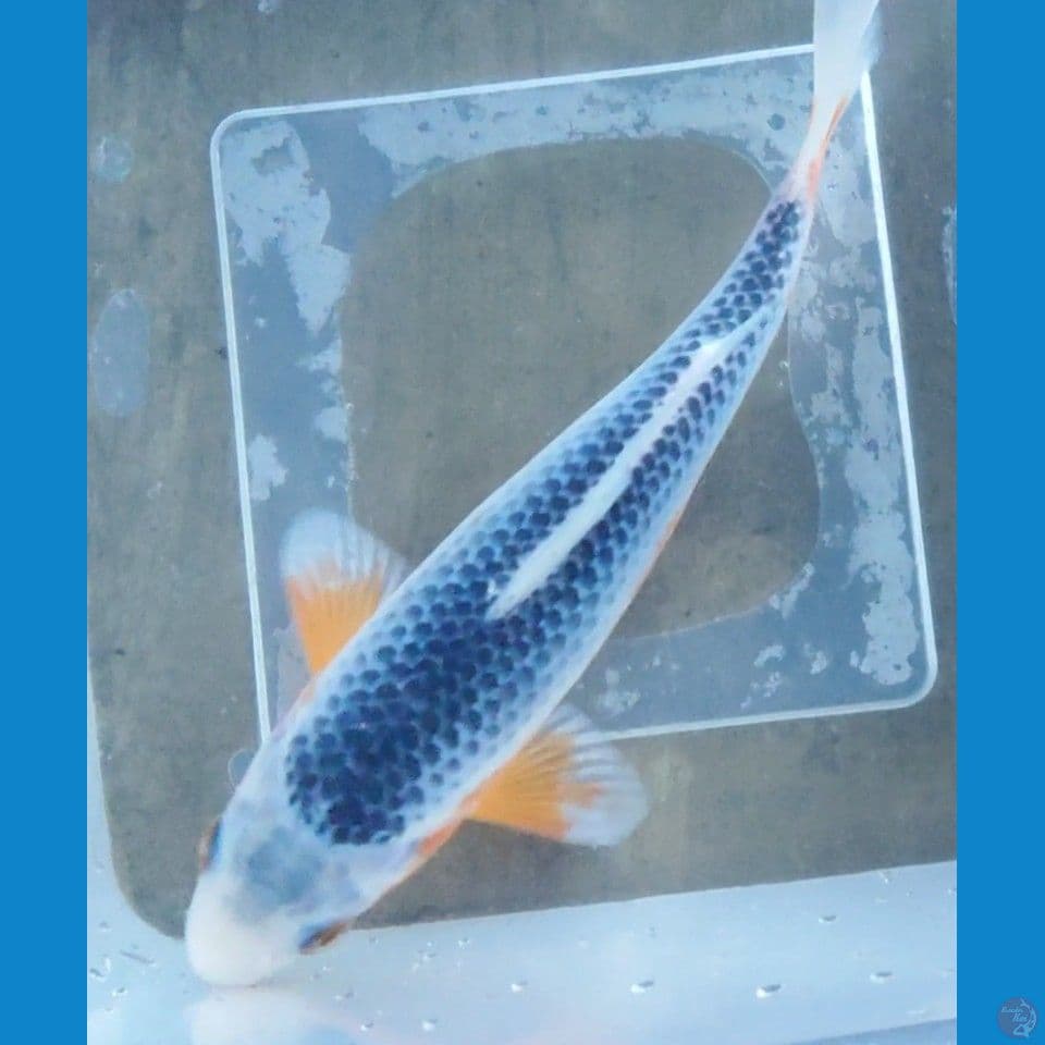Ashagi