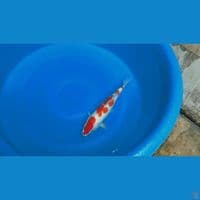 Kohaku 32cm