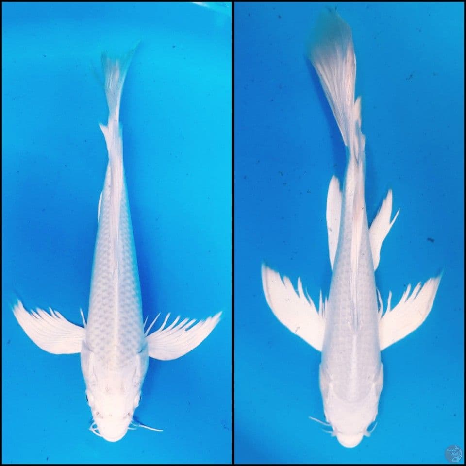 PLATINUM KUMPAY 24CM