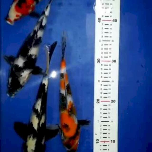 Paket 26-31 cm