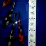Paket 26-31 cm