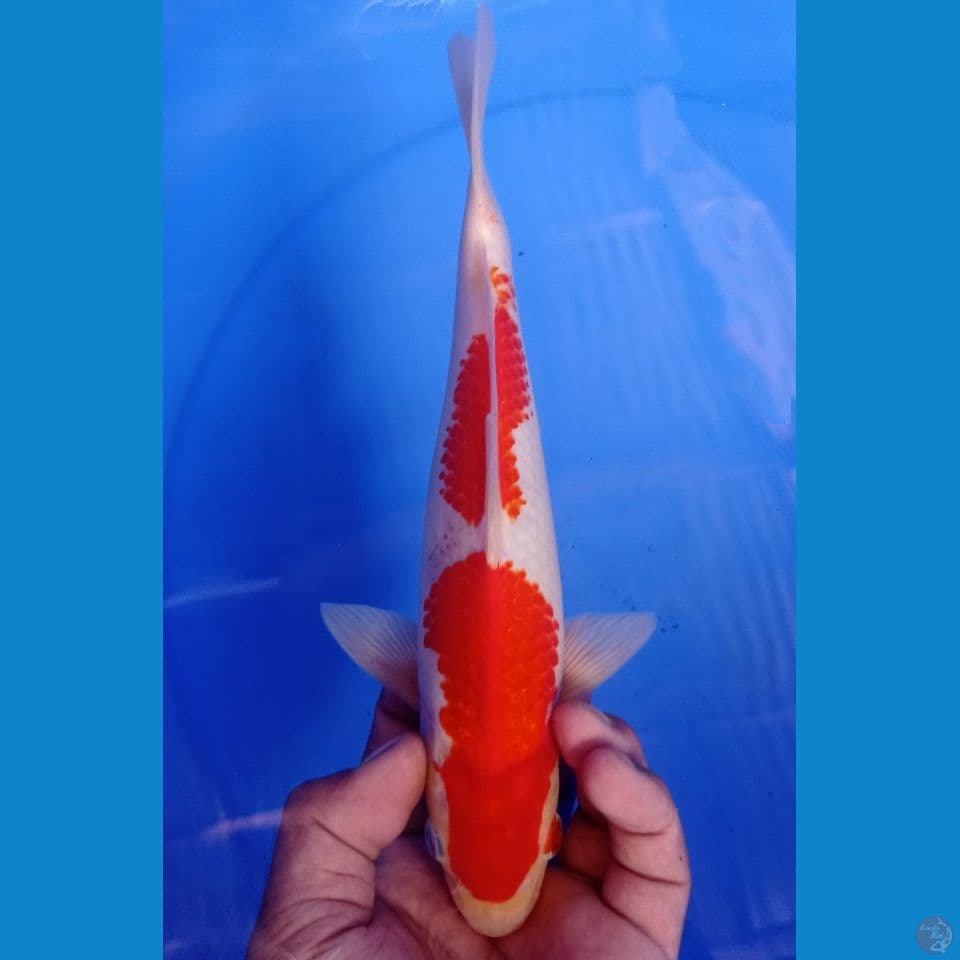 kanoko 27cm