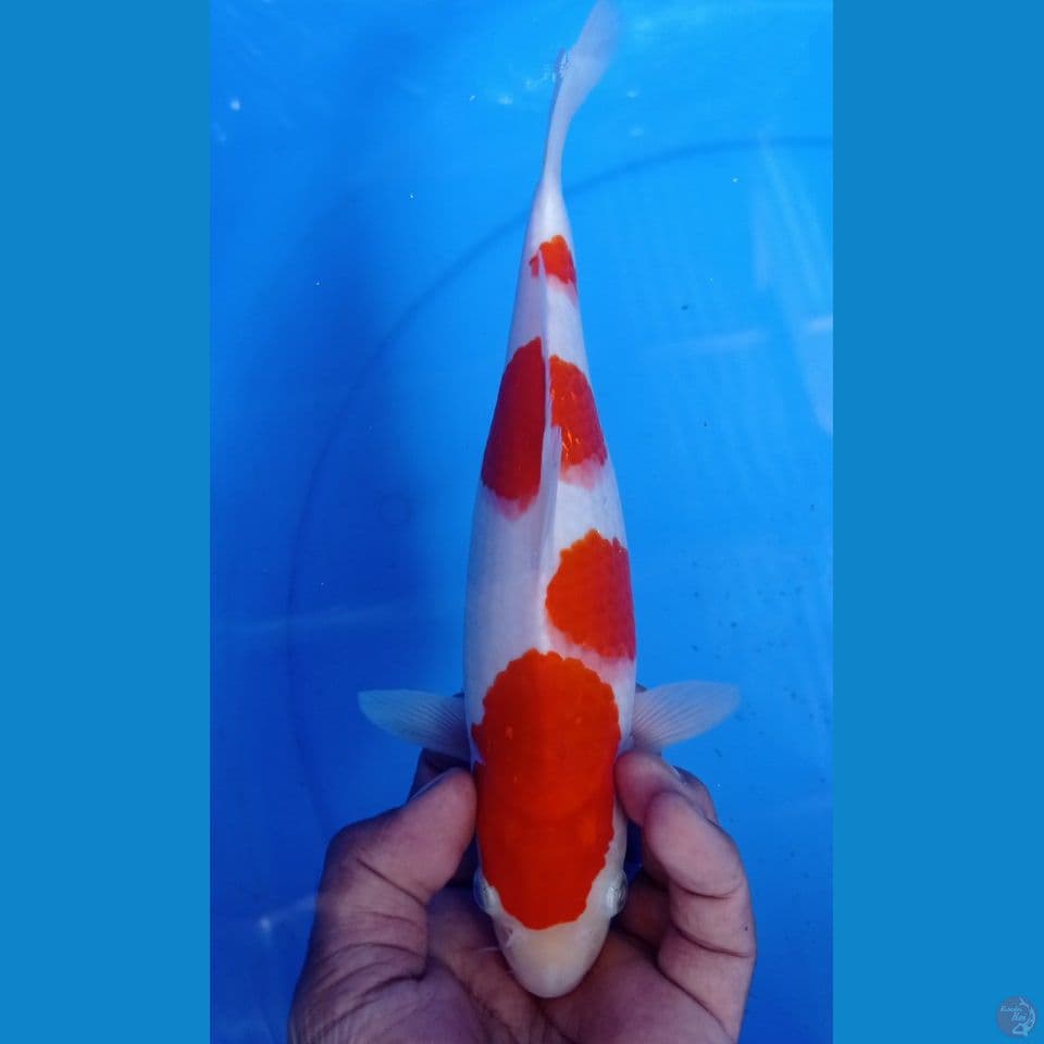kohaku aluss 28