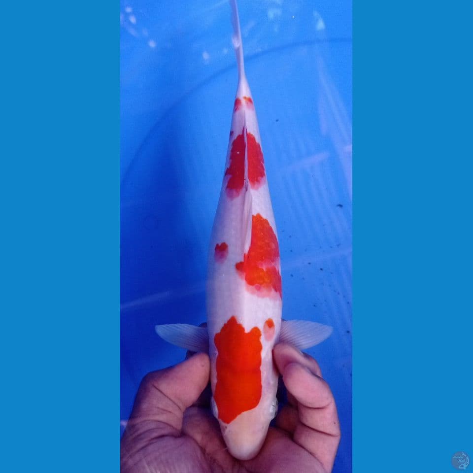 kohaku ori 29