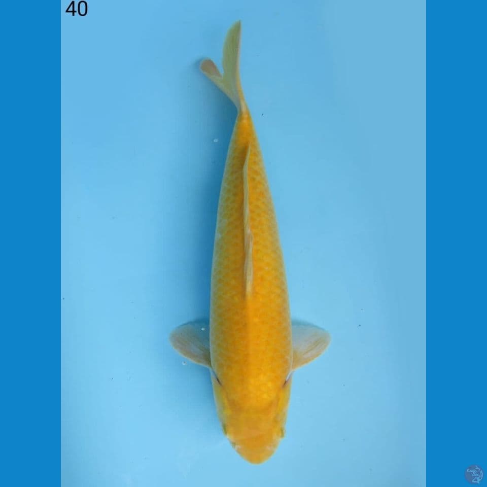 40cm - Karashi jumbo 