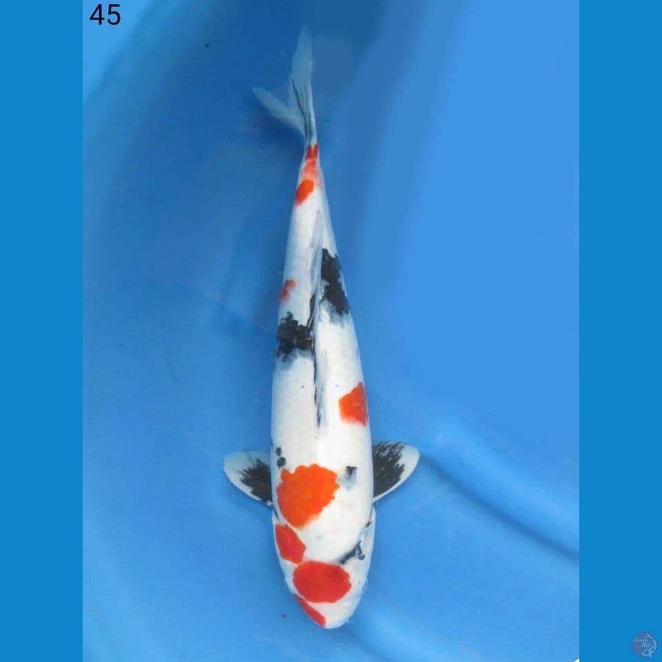 45cm - Kindai showa f1 sakai 