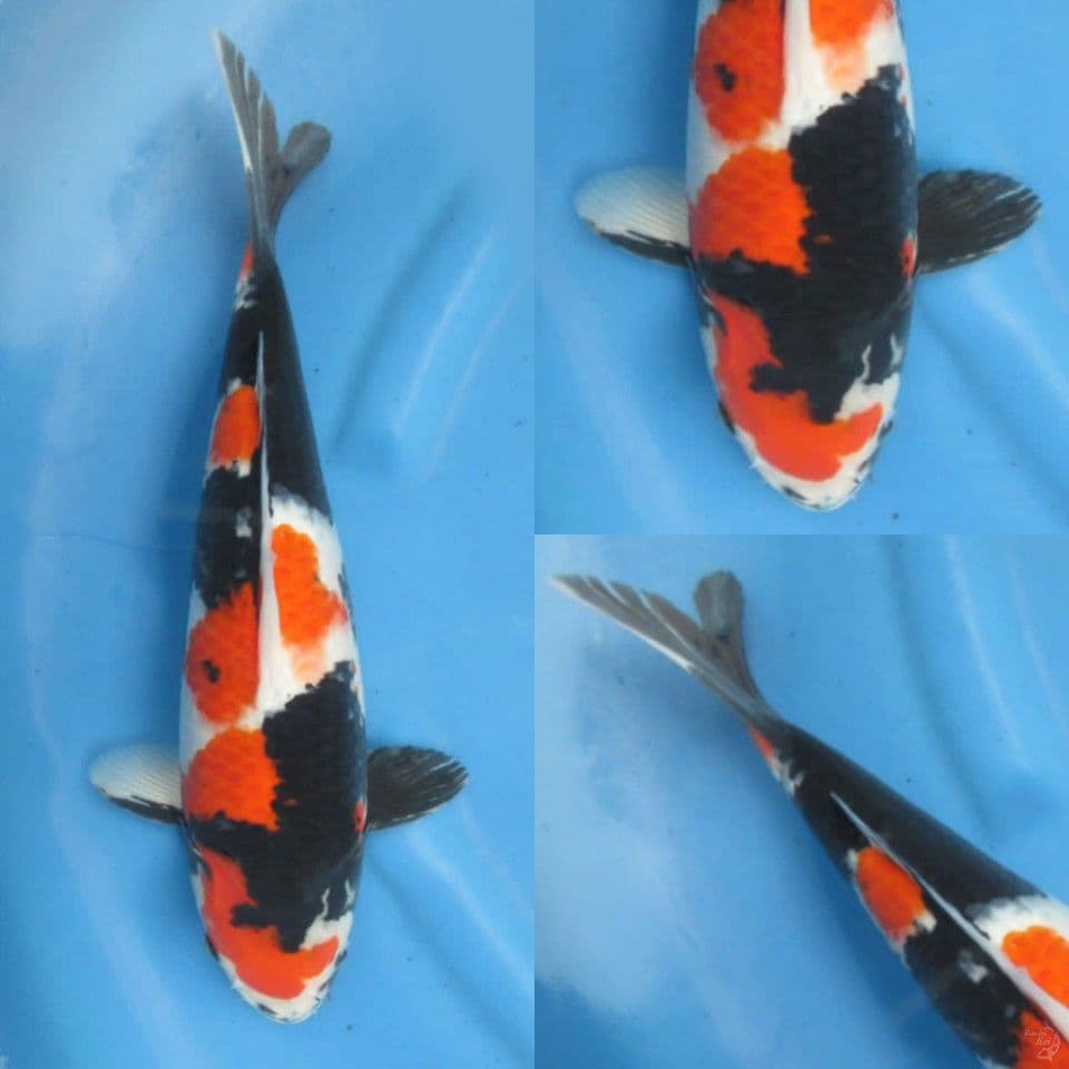 42cm, Showa SQ F1 