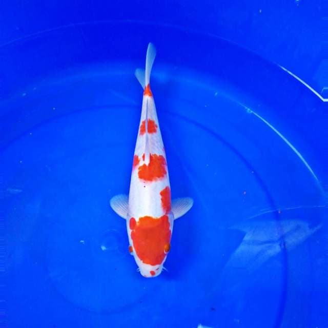 Kohaku stephen #32