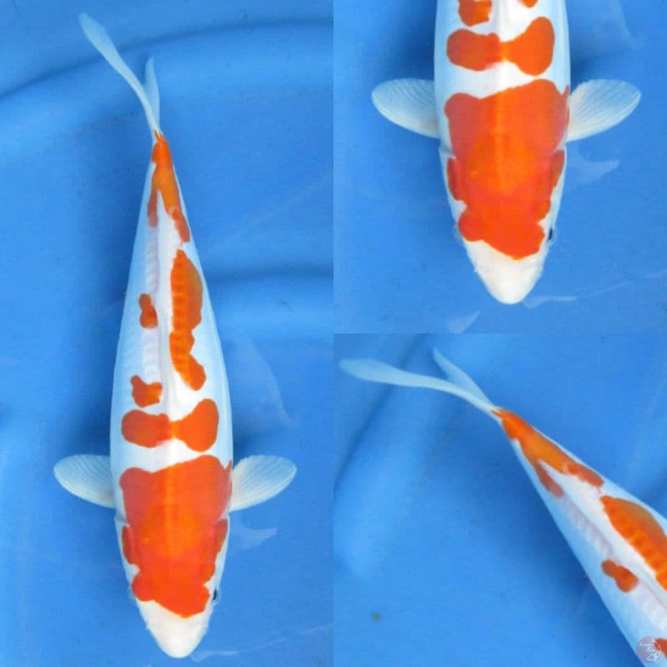 30cm, Doitsu murni
