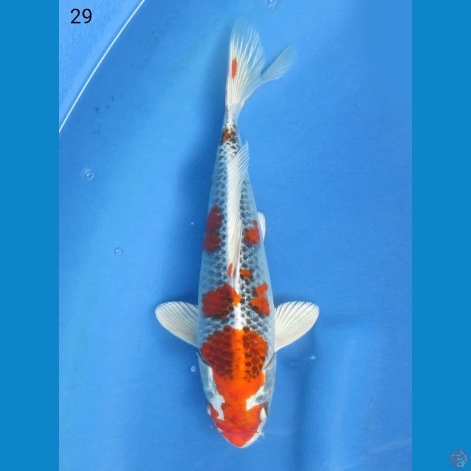 29cm - red kujaku