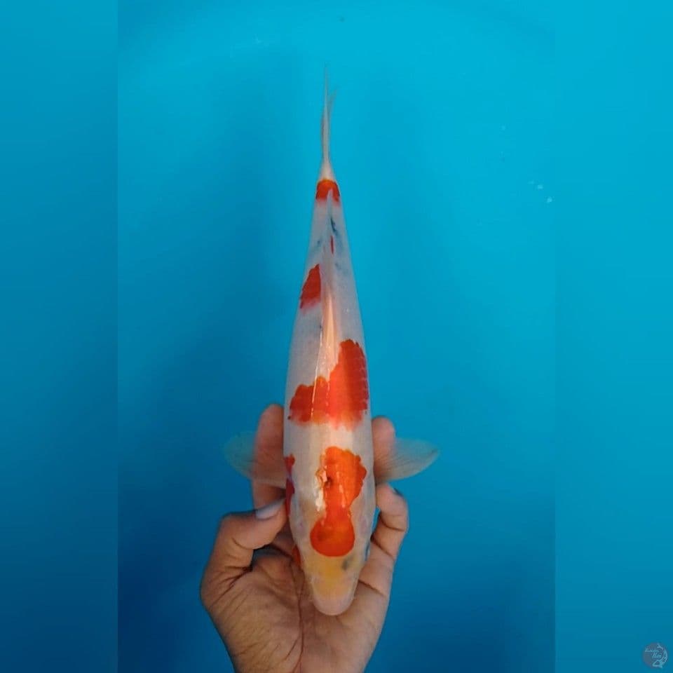 sanke size : 30 cm.m
