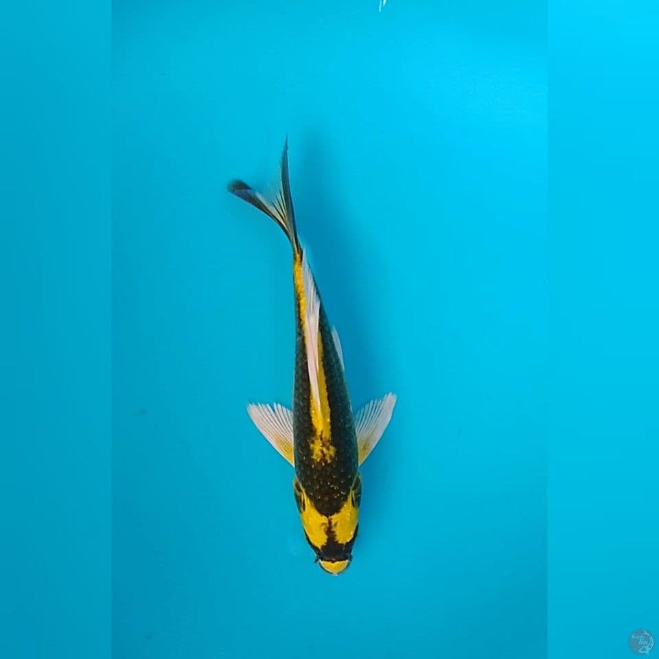 kabuto aleyer : size . 21 cm
