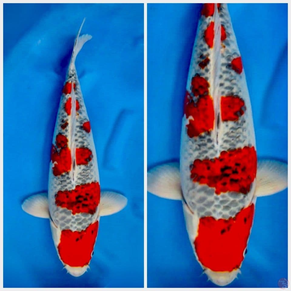 Goshiki jumbo Tosai 55cm reacing