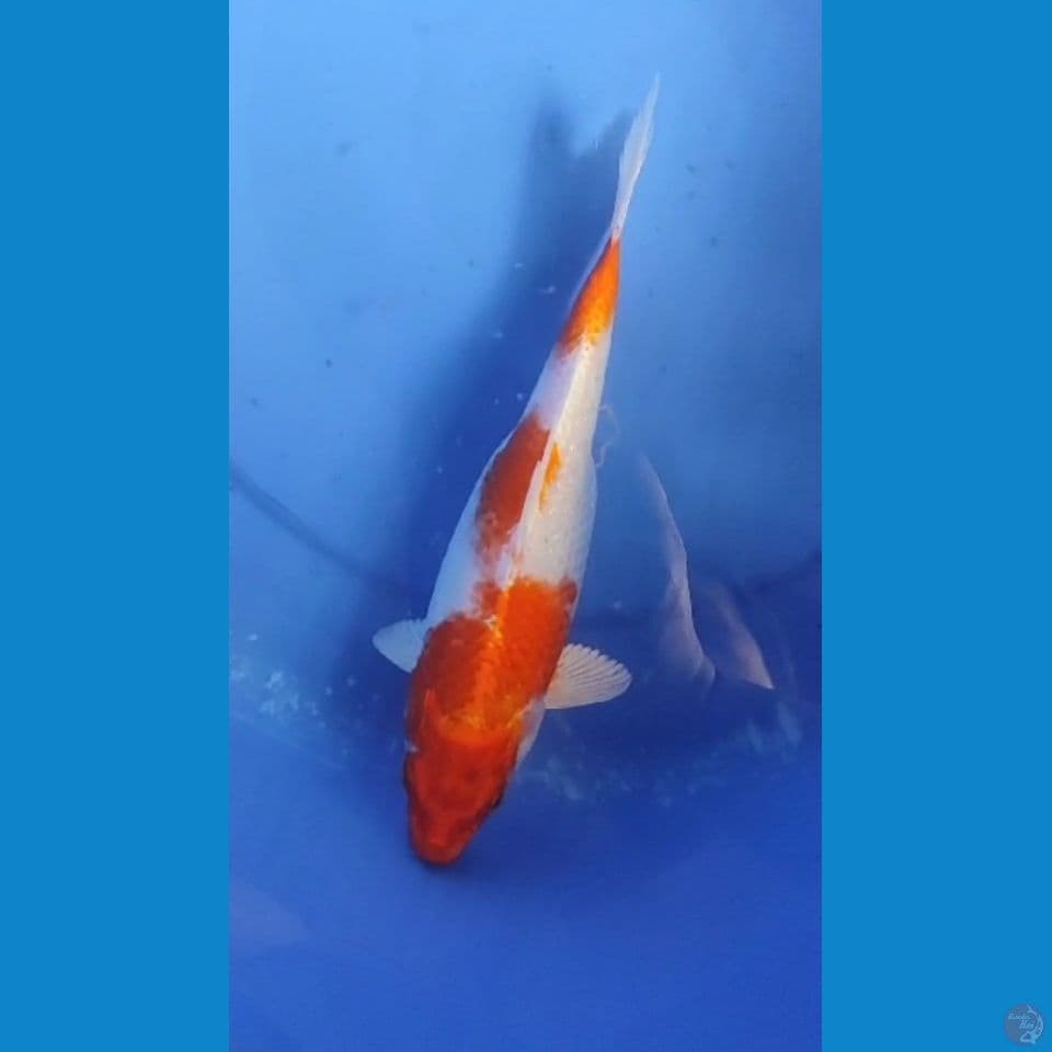 Kohaku Hikari 26 cm Female