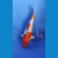 Kohaku Hikari 26 cm Female