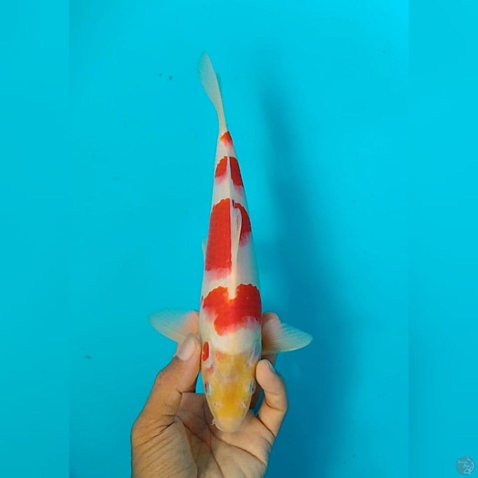 kohaku size : 25 cm.m