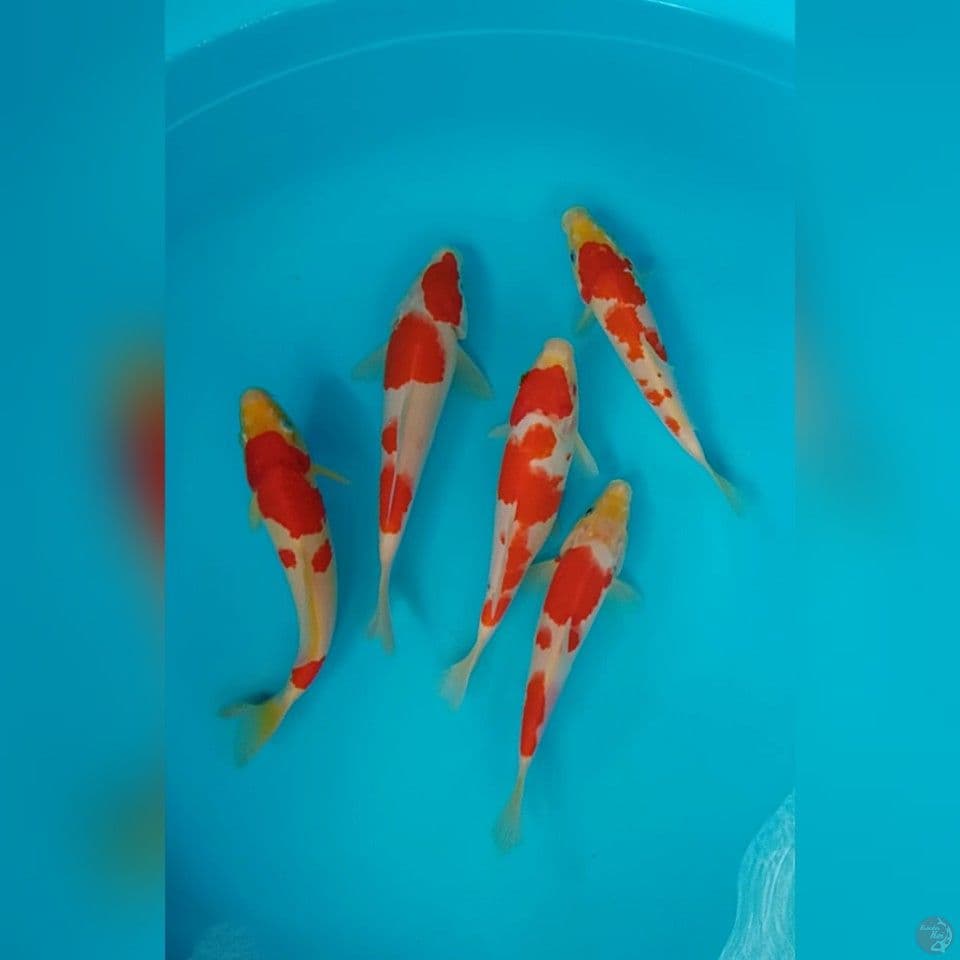 kohaku size : 17 20 cm 