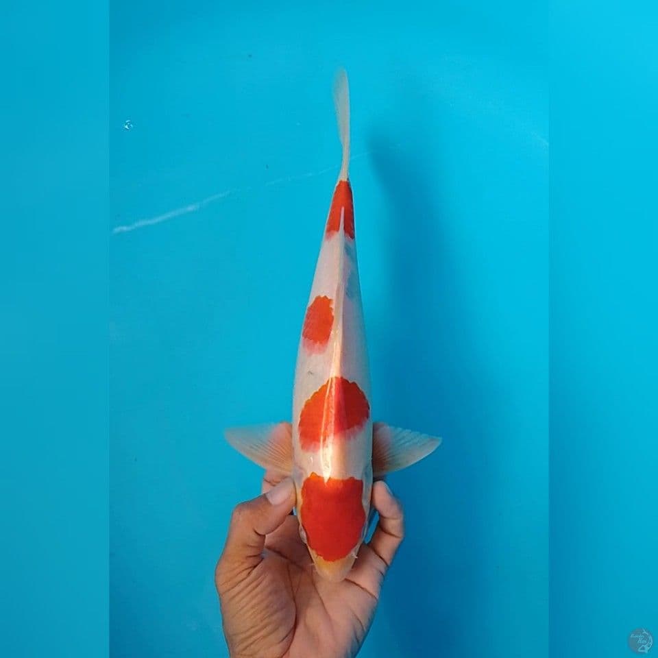 maruten kohaku size : 29 m