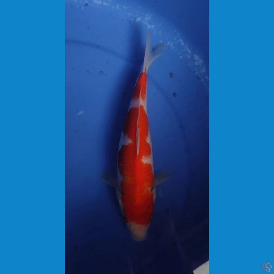 KOHAKU INAZUMA 27 CM FEMALE