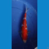 KOHAKU INAZUMA 27 CM FEMALE
