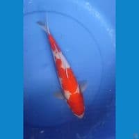Kohaku Strong 32 cm Jantan