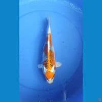 Maruten Kujaku Good Fukurin 29 cm Female 