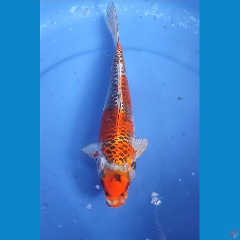 Maruten Kujaku 26 cm Female