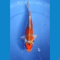 Maruten Kujaku 26 cm Female