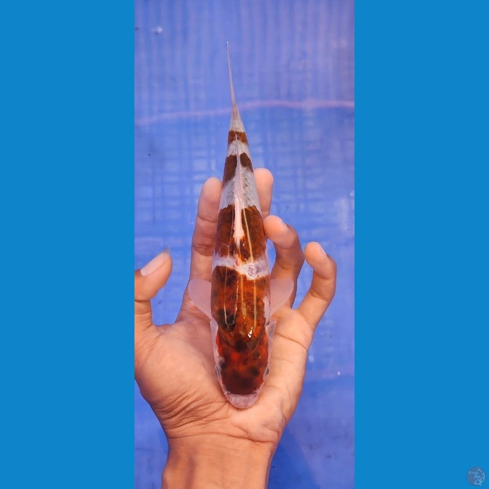 Bahan budo goromo 21 cm